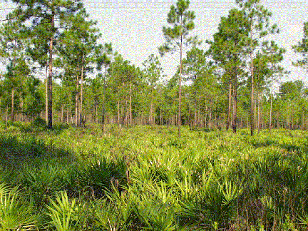 Everglades flatwoods