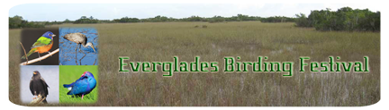 Everglades Birding Festival
